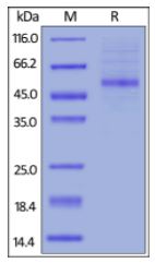 Human OX40 Ligand, Fc Tag on SDS-PAGE under reducing (R) condition. The gel was stained overnight with Coomassie Blue. The purity of the protein is greater than 90%.